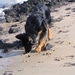 jethro 5-03-2008 (7)