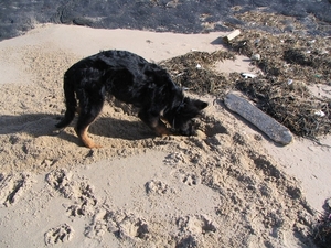 jethro 5-03-2008 (74)
