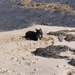 jethro 5-03-2008 (77)