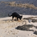 jethro 5-03-2008 (80)