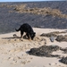 jethro 5-03-2008 (81)