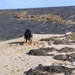 jethro 5-03-2008 (88)