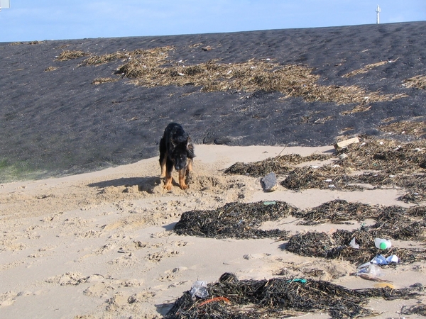 jethro 5-03-2008 (88)
