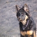jethro 5-03-2008 (92)