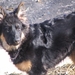 jethro 5-03-2008 (95)