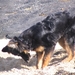 jethro 5-03-2008 (97)
