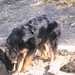 jethro 5-03-2008 (99)