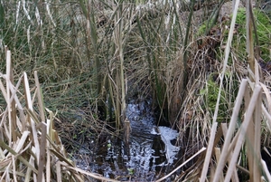 DSC03290