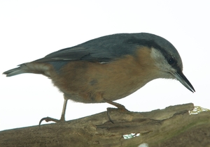 DSC00516