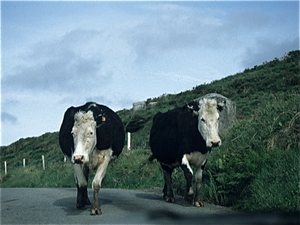 Landelijk Ierland