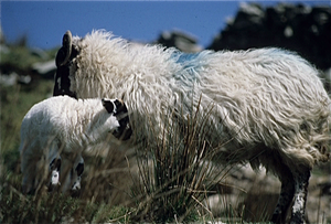 Landelijk Ierland