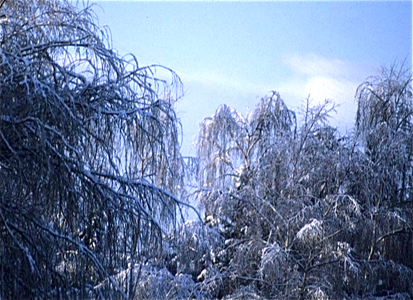 Winter
