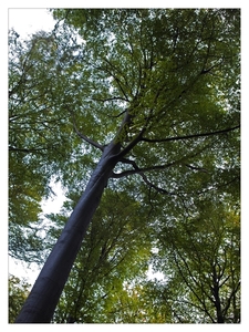 Nazomer in Buggenhout bos