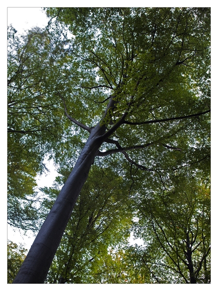 Nazomer in Buggenhout bos