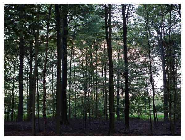 Nazomer in Buggenhout bos