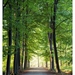 Nazomer in Buggenhout bos