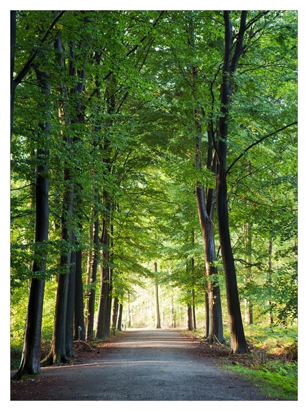 Nazomer in Buggenhout bos