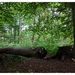 Nazomer in Buggenhout bos