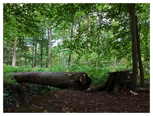 Nazomer in Buggenhout bos