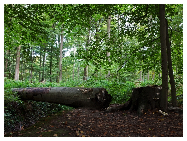 Nazomer in Buggenhout bos