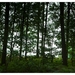 Nazomer in Buggenhout bos