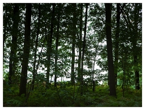 Nazomer in Buggenhout bos
