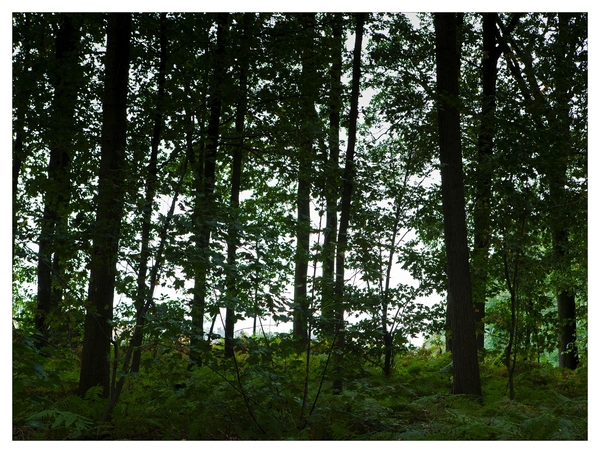 Nazomer in Buggenhout bos