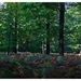 Nazomer in Buggenhout bos