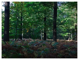 Nazomer in Buggenhout bos