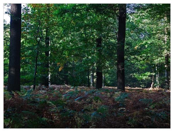 Nazomer in Buggenhout bos
