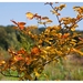 Nazomer in Buggenhout bos