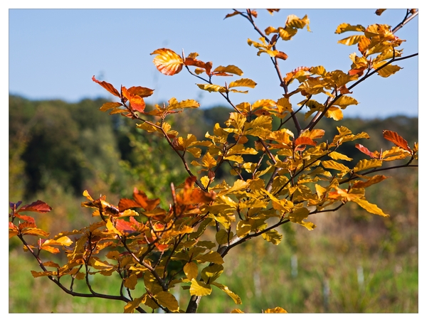Nazomer in Buggenhout bos