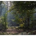 Nazomer in Buggenhout bos
