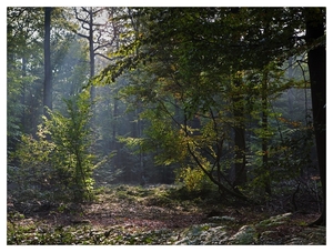 Nazomer in Buggenhout bos
