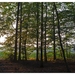 Nazomer in Buggenhout bos