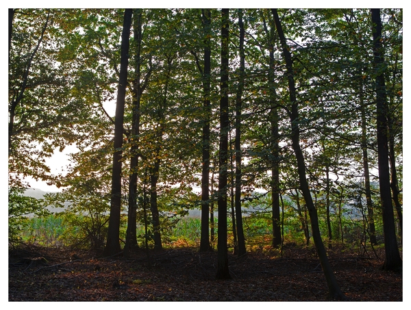 Nazomer in Buggenhout bos