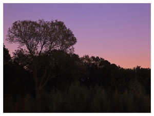 Nazomer in Buggenhout bos