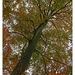Herfst in Buggenhout bos