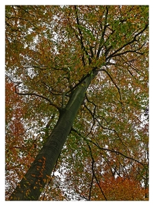 Herfst in Buggenhout bos