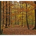 Herfst in Buggenhout bos