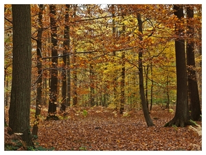 Herfst in Buggenhout bos