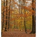 Herfst in Buggenhout bos