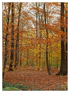 Herfst in Buggenhout bos