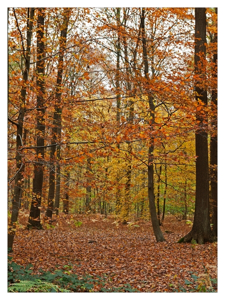 Herfst in Buggenhout bos