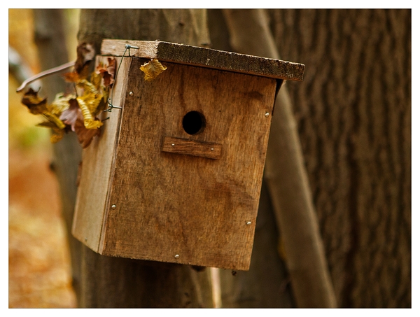 Herfst in Buggenhout bos