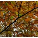 Herfst in Buggenhout bos