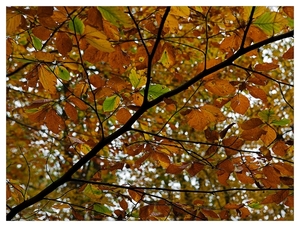 Herfst in Buggenhout bos