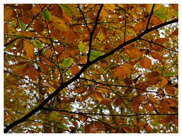 Herfst in Buggenhout bos