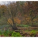 Herfst in Buggenhout bos