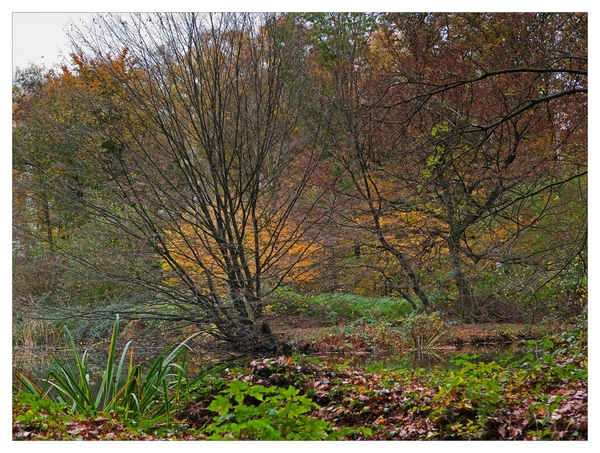 Herfst in Buggenhout bos
